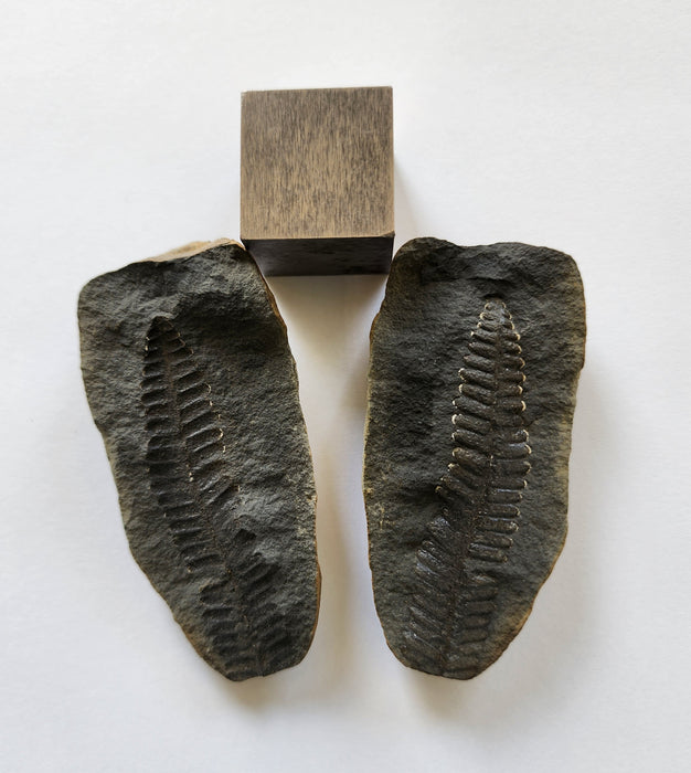 Fossil Fern | Diplazites unita | Pennsylvania