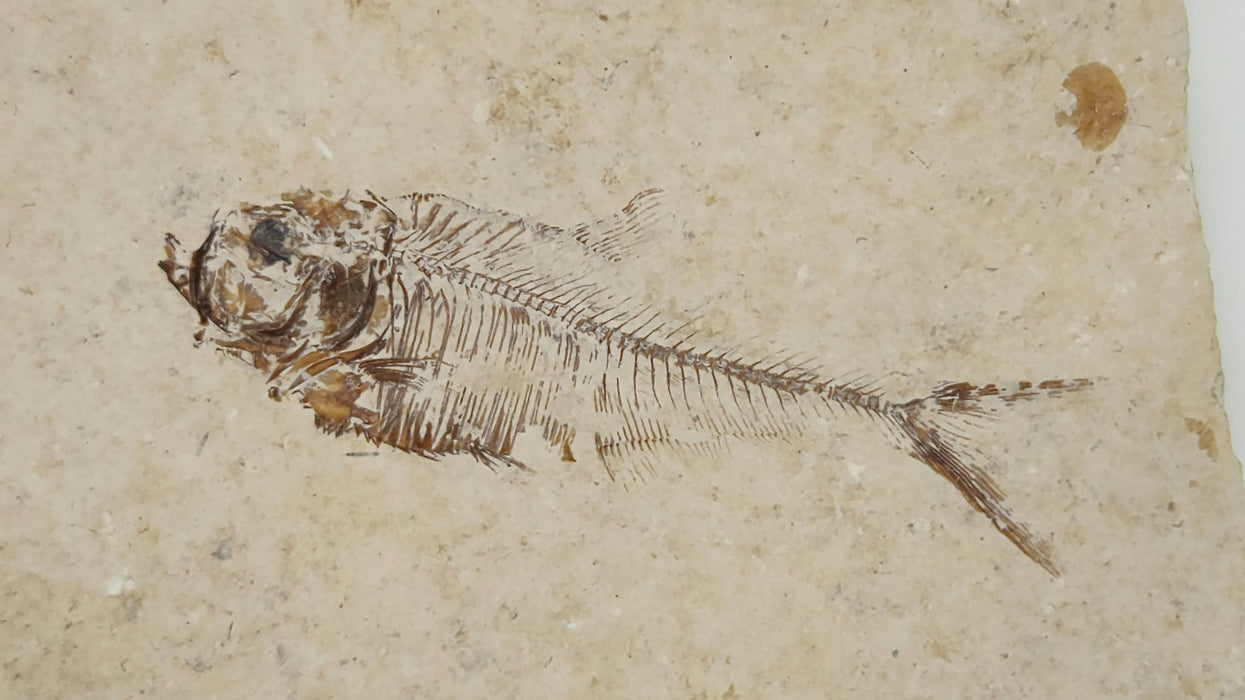 1.5" Diplomystus dentatus | Green River Formation | Wyoming