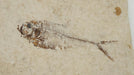 In Stone Fossils 