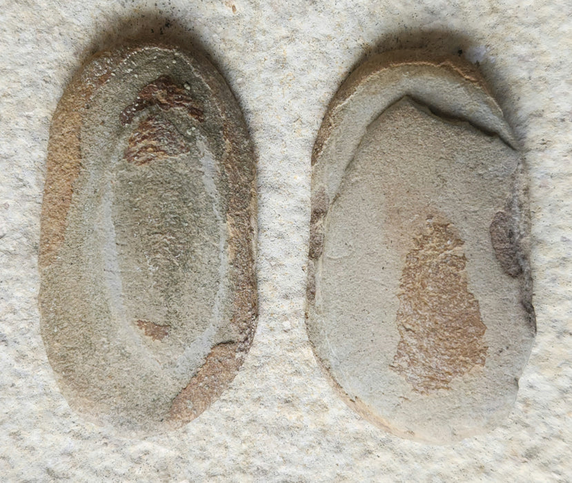 Fossil Fern | Diplazites unita | Illinois