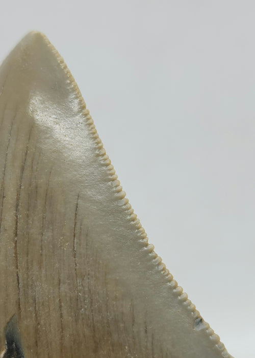 3.75" Megalodon Tooth | Hawthorn Formation