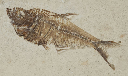 In Stone Fossils 