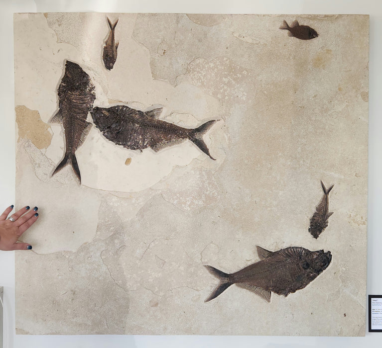 Five Diplomystus and a Phareodus | 100% Natural | Green River Formation | Wyoming