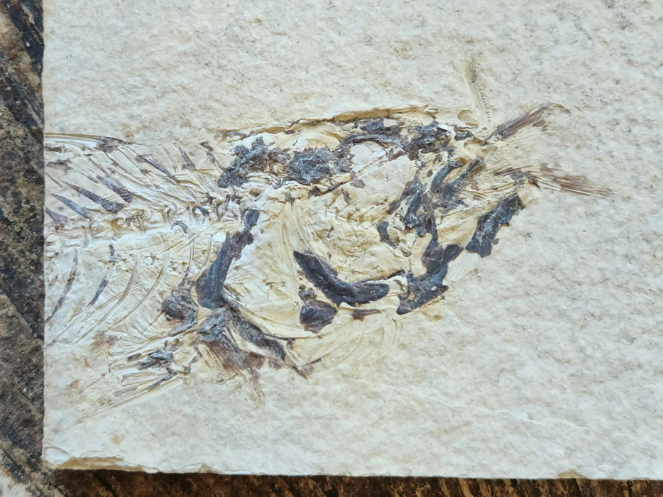 Positive/Negative Pair of a Partial Fossil Fish Aspiration | Mioplosus labracoides | Wyoming