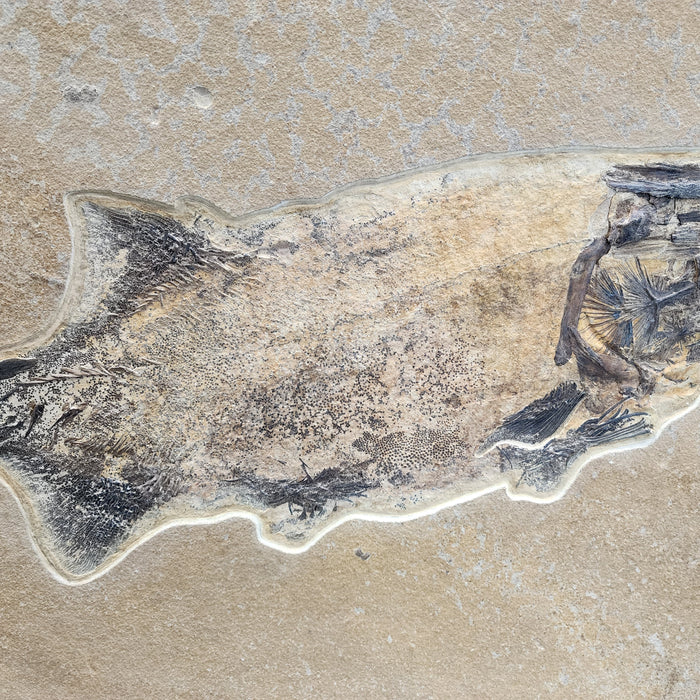 Super Rare Undescribed Paddlefish (sp.?) | Green River Formation