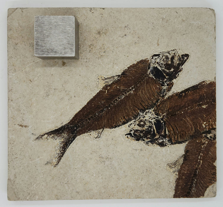 4.75" Knightia eocaena with Two Partial Knightia | 100% Natural | Green River Formation | Wyoming