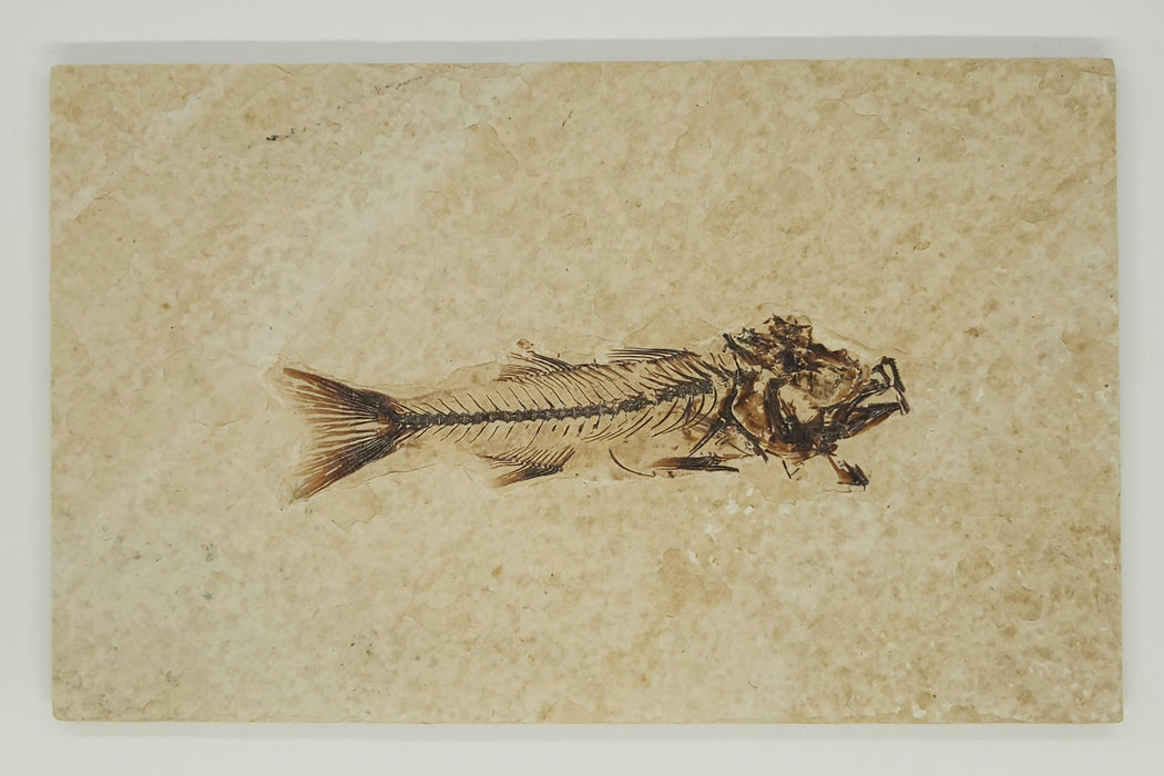 3.5" Mioplosus labracoides | 100% Natural | Green River Formation