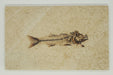 In Stone Fossils 