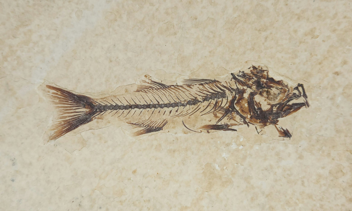 3.5" Mioplosus labracoides | 100% Natural | Green River Formation
