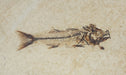 In Stone Fossils 
