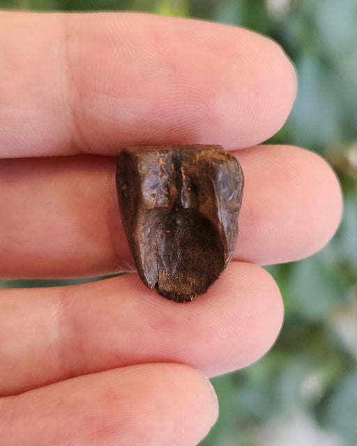 In Stone Fossils 