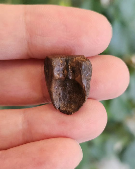 Ceratopsian Tooth | Hell Creek Formation | Montana