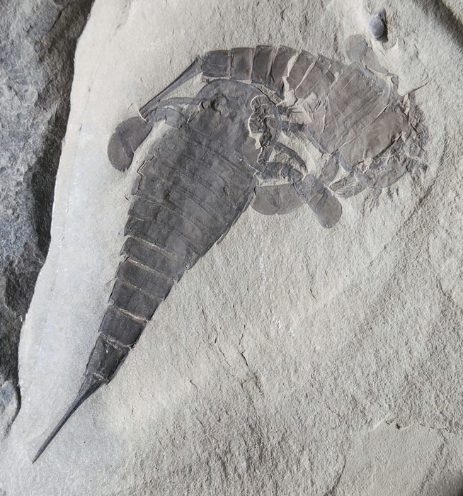 Double Eurypterids (Sea Scorpions) | Eurypterus remipes | New York