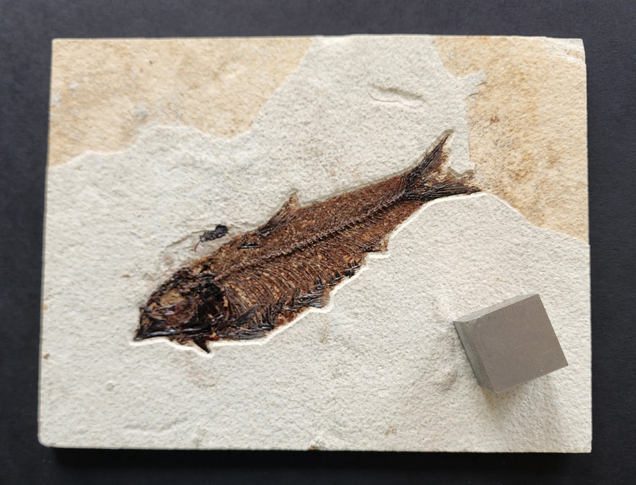 5.5" Knightia eocaena | 100% Natural | Green River Formation | Wyoming