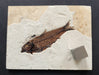 In Stone Fossils 