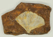 In Stone Fossils 