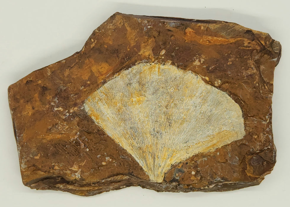 Fossil Ginkgo leaf | Ginkgo cranei | North Dakota