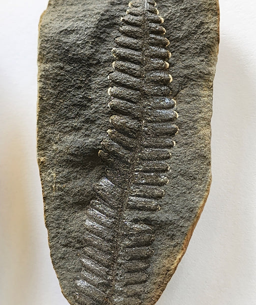 In Stone Fossils 
