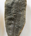 In Stone Fossils 