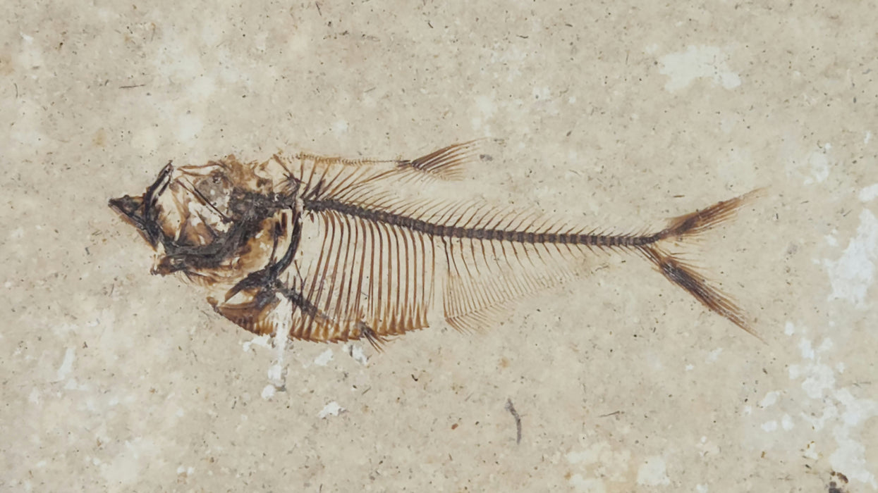 2" Diplomystus dentatus | Green River Formation | Wyoming