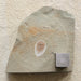 In Stone Fossils 