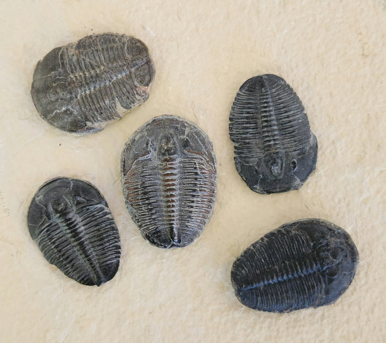 Elrathia kingii Trilobite | Utah