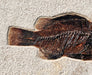 In Stone Fossils 