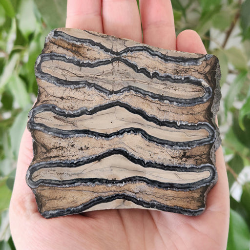 In Stone Fossils 