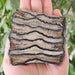 In Stone Fossils 
