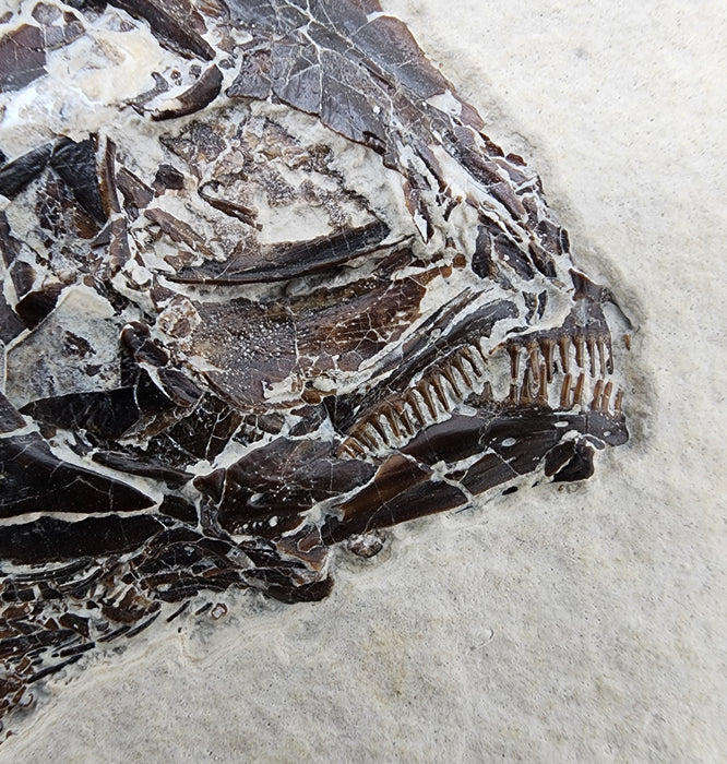 Phareodus testis | Green River Formation | Wyoming