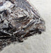 In Stone Fossils 
