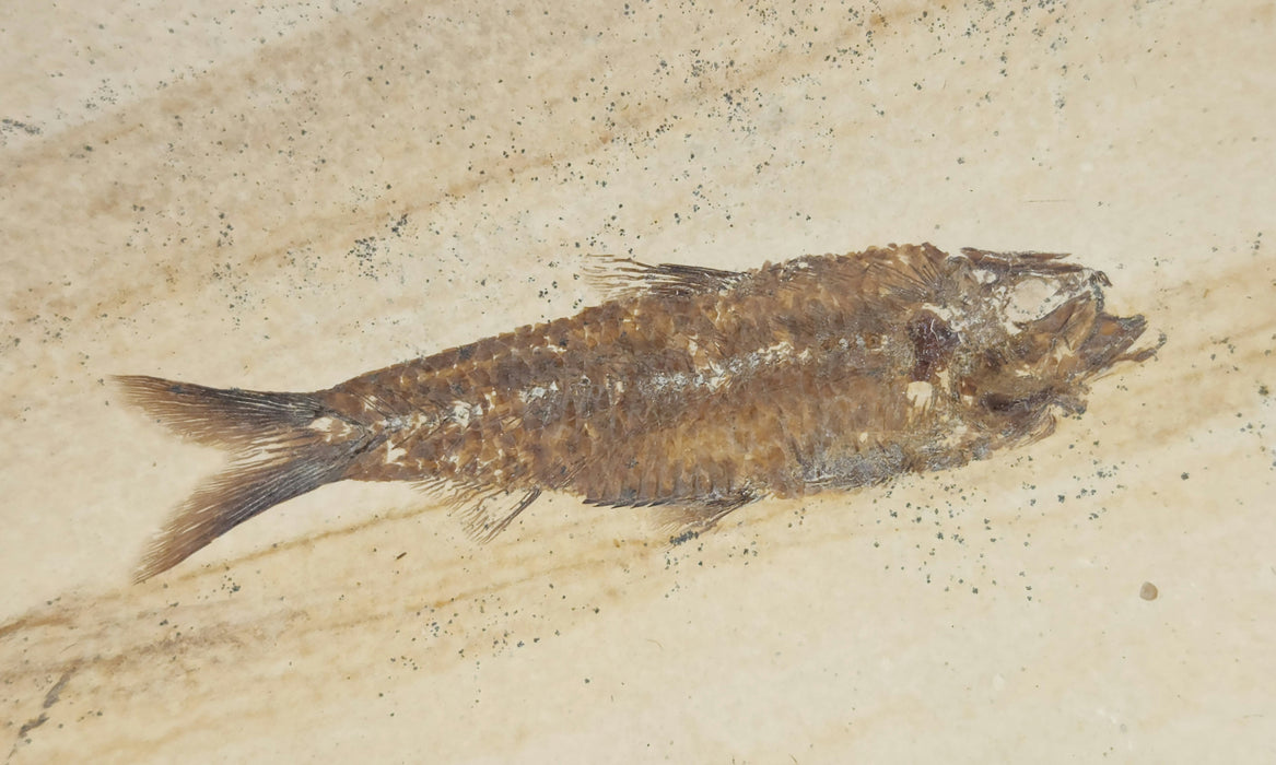 3.25" Knightia eocaena | 100% Natural | Green River Formation | Wyoming
