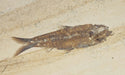 In Stone Fossils 