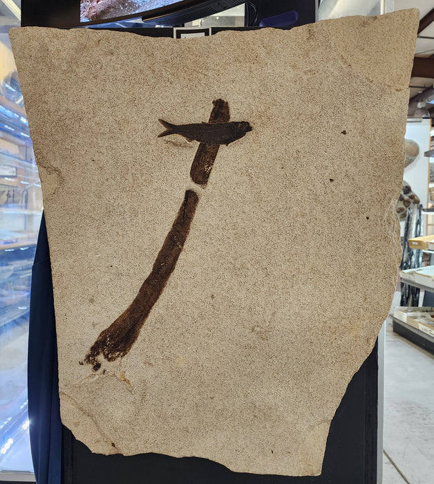 5" Knightia eocaena with stick | 100% Natural | Green River Formation | Wyoming