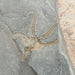 In Stone Fossils 