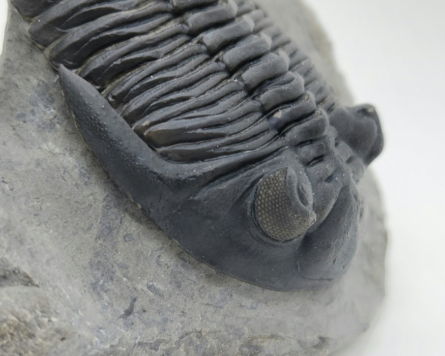 Hollardops Trilobite | Morocco