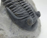 In Stone Fossils 