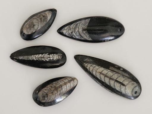 In Stone Fossils 