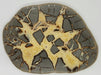 In Stone Fossils 