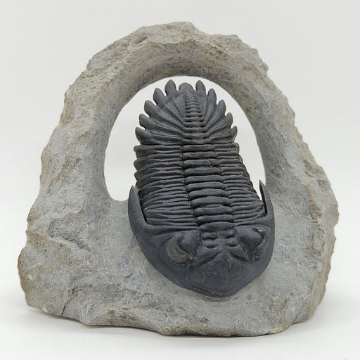 In Stone Fossils 