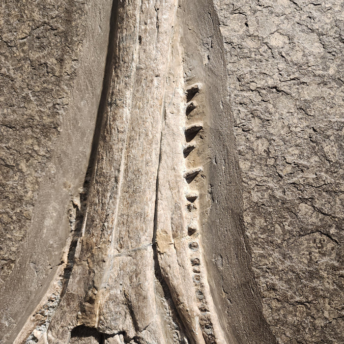 Steneosaurus bollensis Skull | Holzmaden, Germany