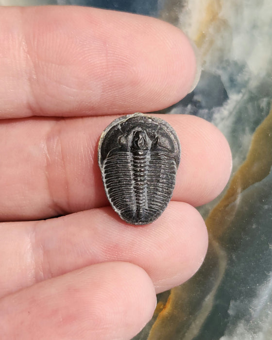 0.625" - 0.75" Elrathia kingii Trilobite | Utah