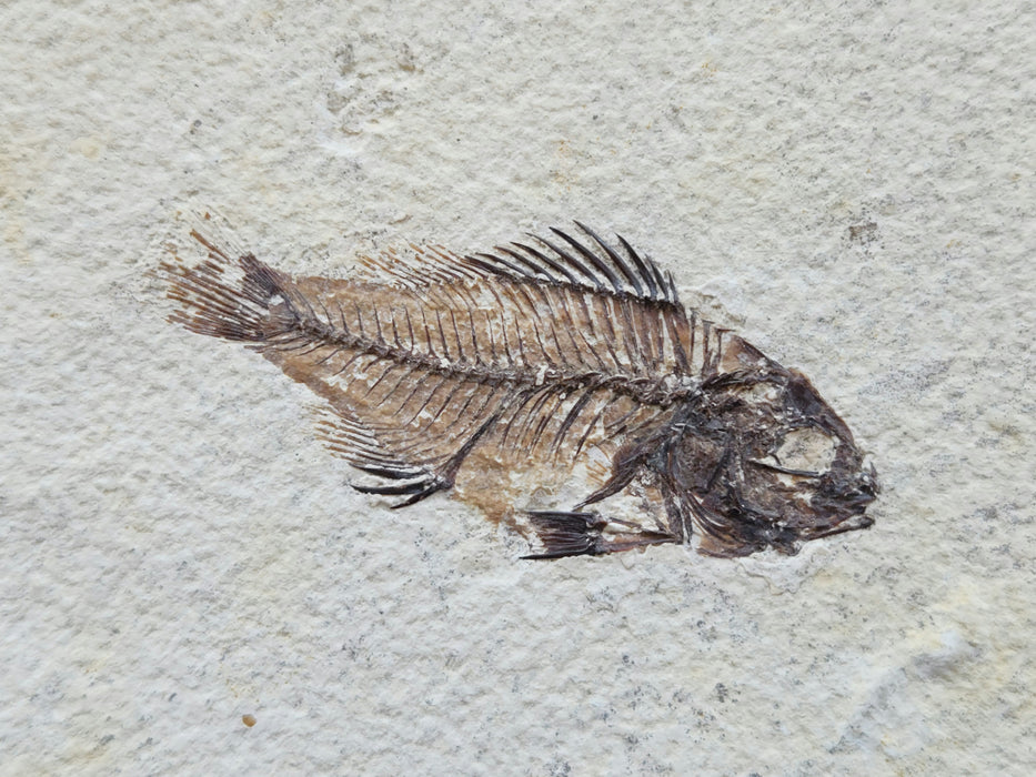 Rare Juvenile Priscacara serrata | Green River Formation | Wyoming