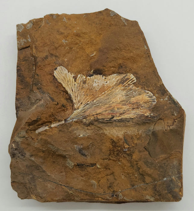Fossil Ginkgo leaf | Ginkgo cranei | North Dakota