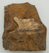 In Stone Fossils 