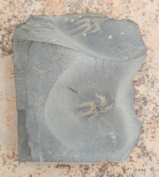 In Stone Fossils 
