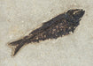 In Stone Fossils 