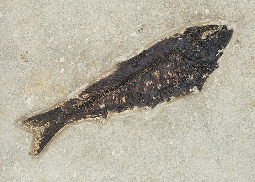 In Stone Fossils 