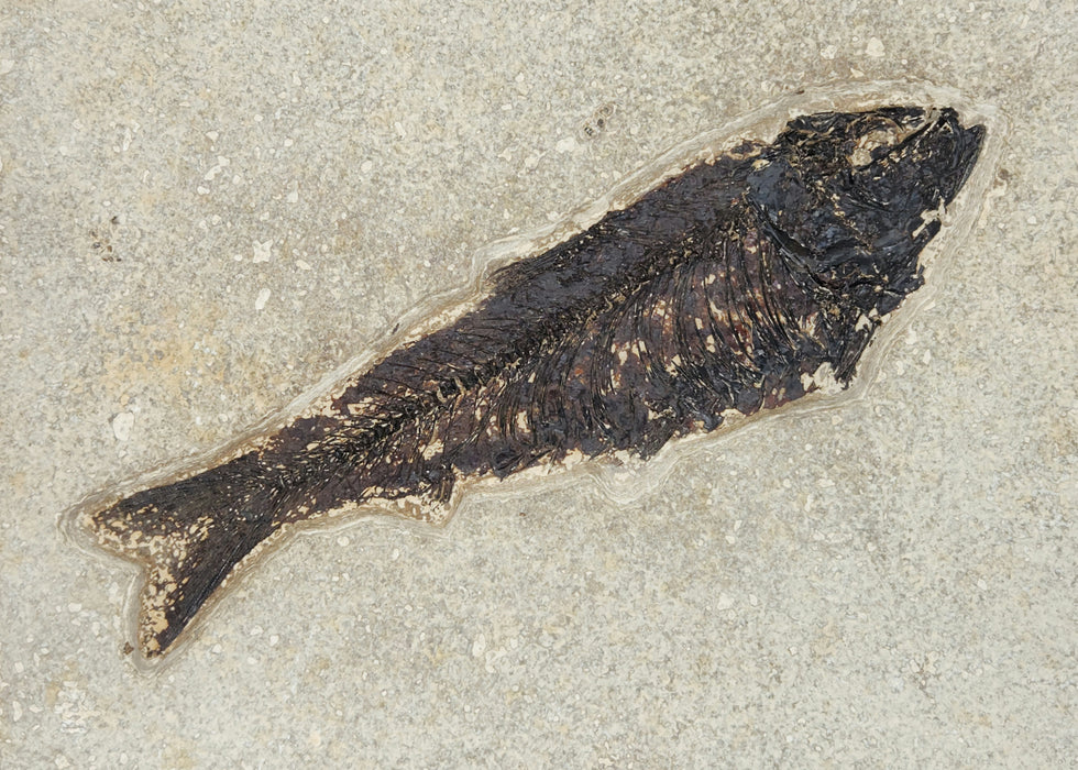 7.5" Knightia eocaena | 100% Natural | Green River Formation | Wyoming