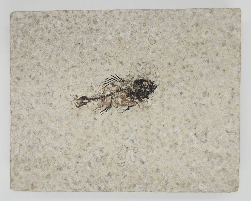 Juvenile Cockerellites liops | Green River Formation | Wyoming